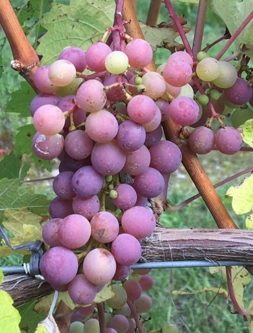 Symposium on new grape cultivars for disease resistance and increased  sustainability: Register Soon! - Grapes