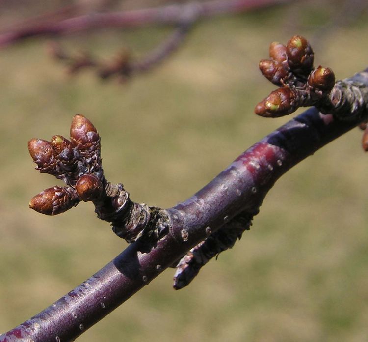 Cherry buds starting to swell