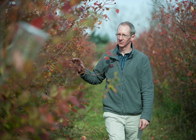 Rufus Isaacs, MSU professor of entomology, examines captured spotted wing drosophila in a blueberry field.