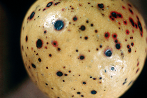  On apple fruit, lesions are about 3 to 9 mm, shiny, round, black and sunken. 