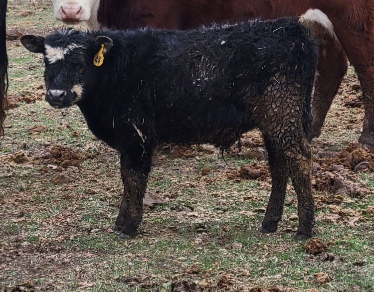 a small black calf in a field