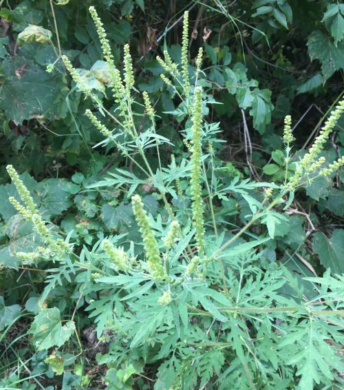 Common ragweed growing in the wild.