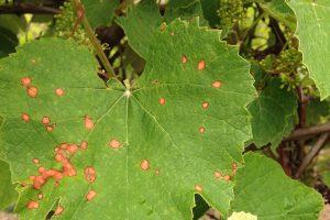 Southwest Michigan grape scouting report for July 14, 2015