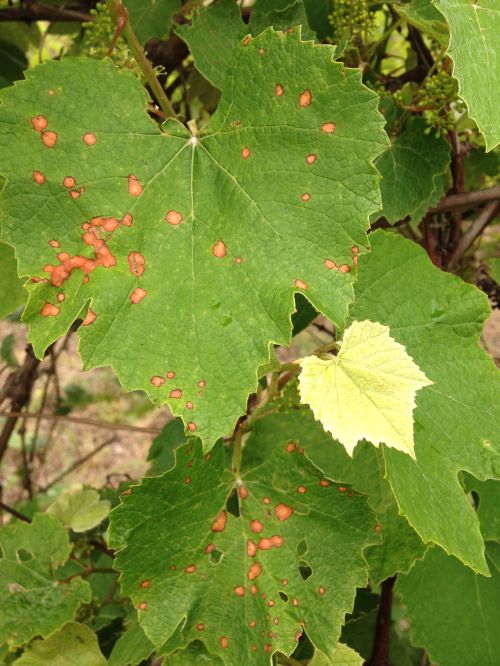 Black rot lesions on leaves. In wine grapes, these lesions will produce secondary spores that can still infect fruit this season. Photo by Brad Baughman, MSU Extension