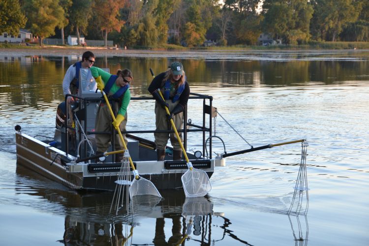 Michigan State University researchers conduct an electrofishing survey for largemouth bass. Photo Credit: Nathan Snow | Michigan State University Extension