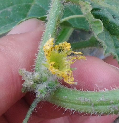 Cucumber flower almost completely eaten by cucumber beetles. Photo credit: Ben Phillips, MSU Extension