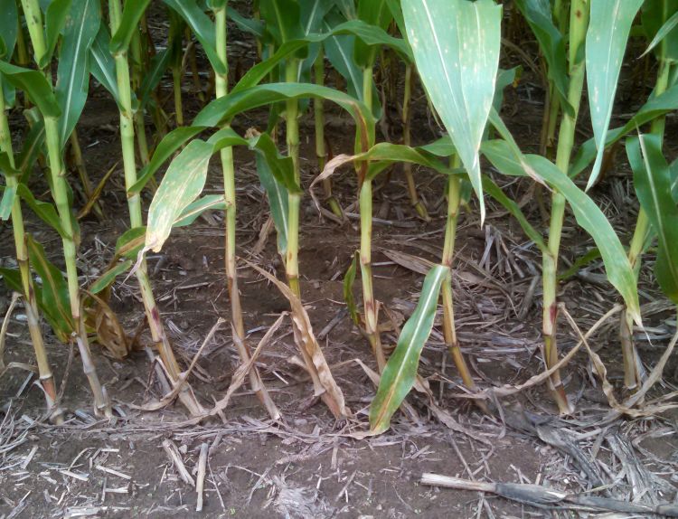Goosenecked corn stalks.