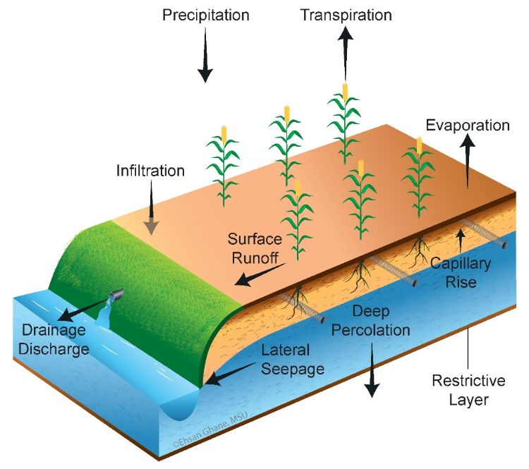 Illustration showing the cycle of phosphorus loss through surface runoff and drainage discharge.