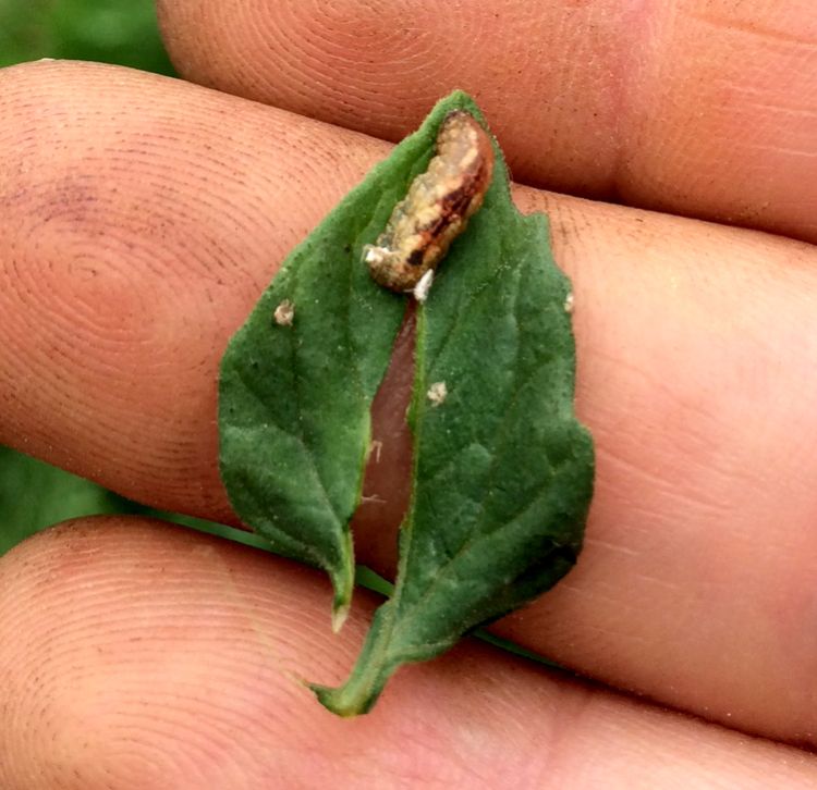 Variegated cutworm on tomato leaf.