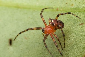 Comb-footed spiders