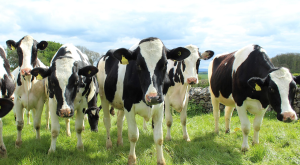 Jim Hilker: Tax Considerations When Exiting Dairy Farming