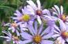 Smooth blue aster