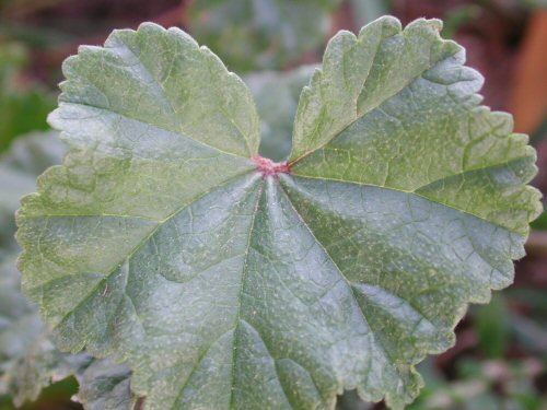  common mallow2.jpg 