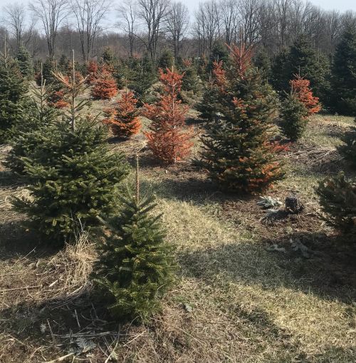 Winter injury to Fraser fir. All photos by Bert Cregg, MSU