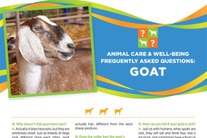 4-H Animal Care & Well-Being Poster – Goat 4H1700