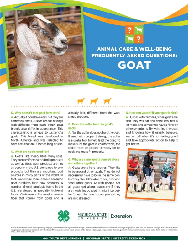 Poster of information on goats.