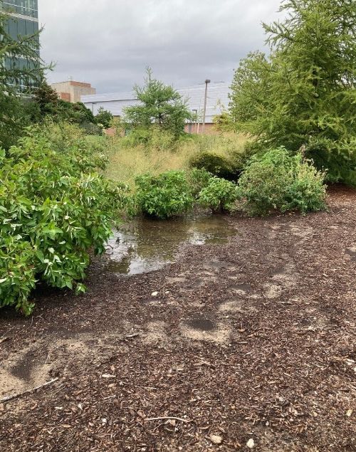 A puddle of water on the ground that is surrounded by plants used as a rain garden.