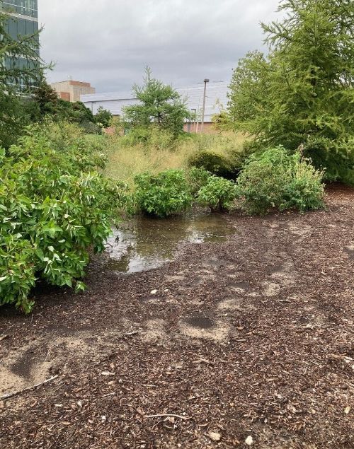 Rain gardens part 2 – rain garden plants - MSU Extension