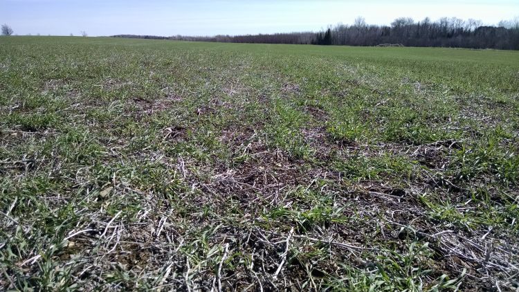 Overwintered cover crops, like the cereal rye pictured here, should be terminated at least two weeks before corn or soybean planting. Photo by James DeDecker, MSU Extension.