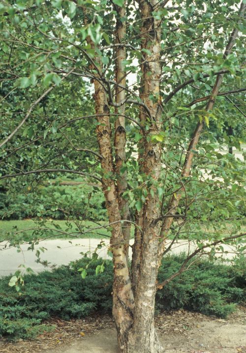 River birch. Photo by John Ruter, University of Georgia, Bugwood.org.