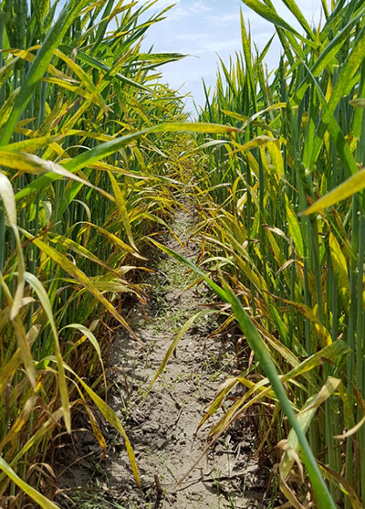 Severe stripe rust infection. All photos: Martin Nagelkirk, MSU Extension.