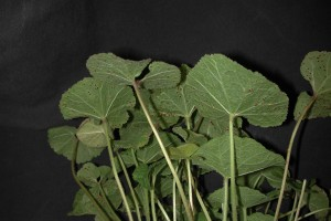 Hollyhock rust – Puccinia malvacearum