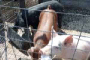 Insights into small swine producers: Survey results on health, management and sustainability