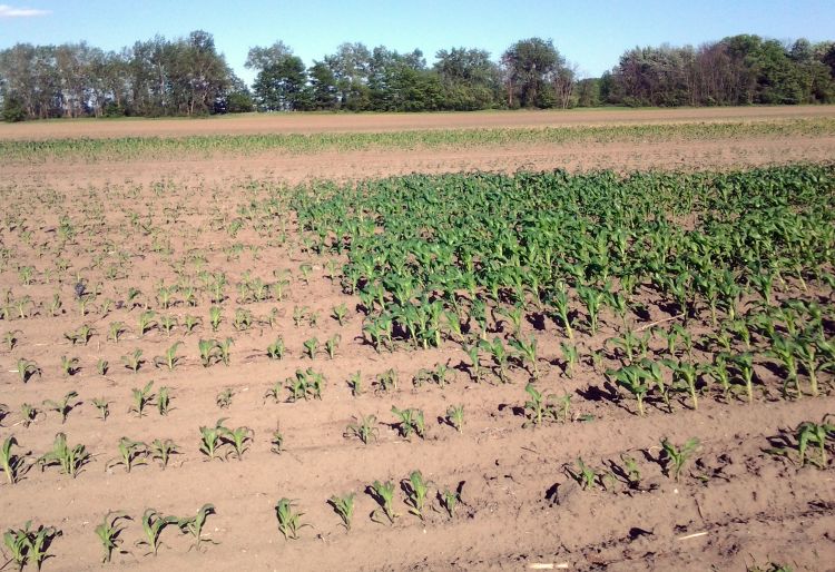 Sweet corn planted on the same day under clear perforated plastic alone (left) and clear perforated plastic plus a spun bonded polypropylene floating row cover (right).