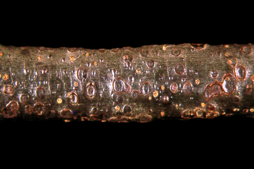 Helminthosporium conidia