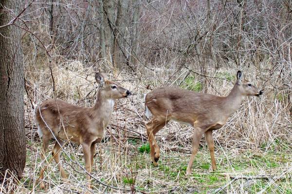Why do animals have different color patterns? - 4-H Environmental & Outdoor  Education