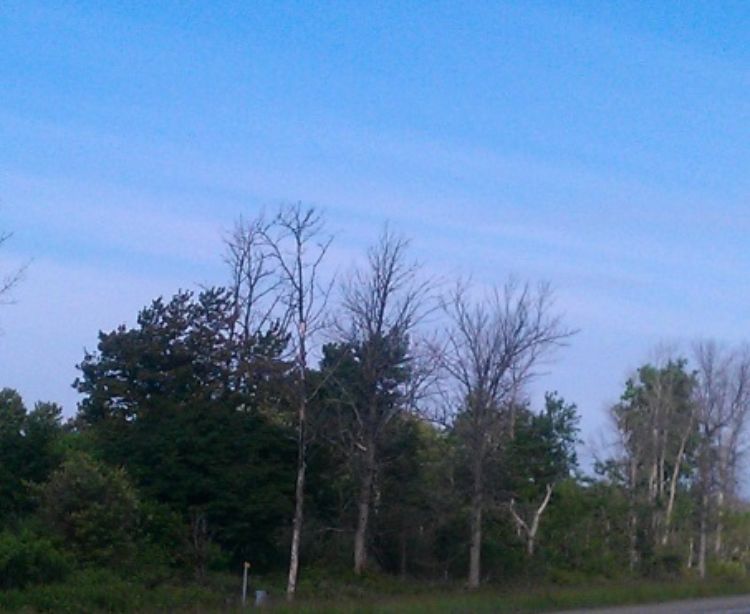 Photo: Ash killed by emerald ash borer along US-2 in Upper Peninsula Photo Credit: Mike Schira