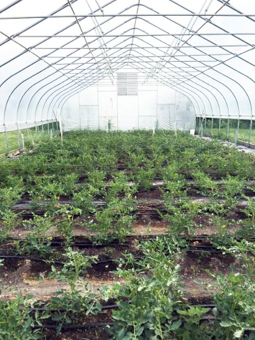 Tomatoes in a hoop-house.