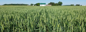 Soft Red and White Winter Wheat Response to Input-Intensive Management