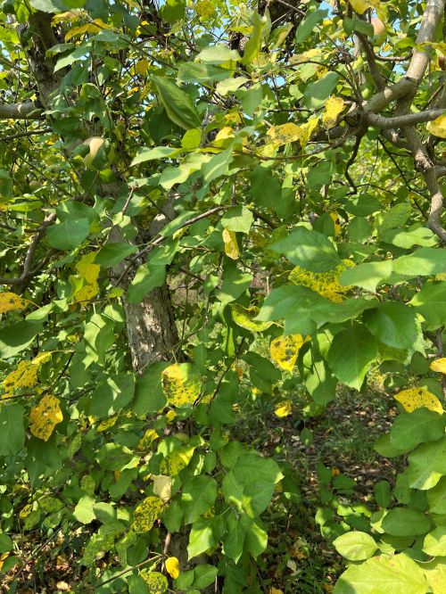 Leaf spot on apple leaves.