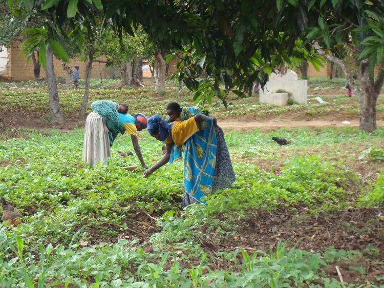 Farmers tend to their field in Angola