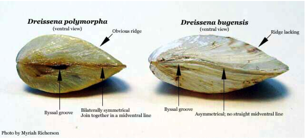 Zebra Mussels Origin