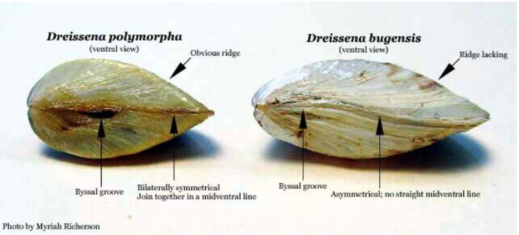 Quagga mussels (Dreissena bugensis) is distinguished from another invasive species the zebra mussel (Dreissena polymorpha) through differences in the ridge, byssal groove and symmetry. Photo: U.S. Geological Survey