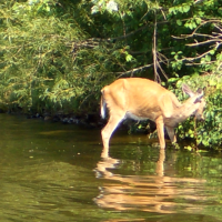 Deer with chronic wasting disease