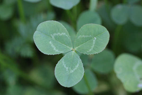 white clover