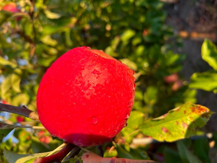 Pink Lady apples are gaining color.