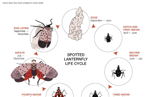 First detection of spotted lanternfly in Michigan