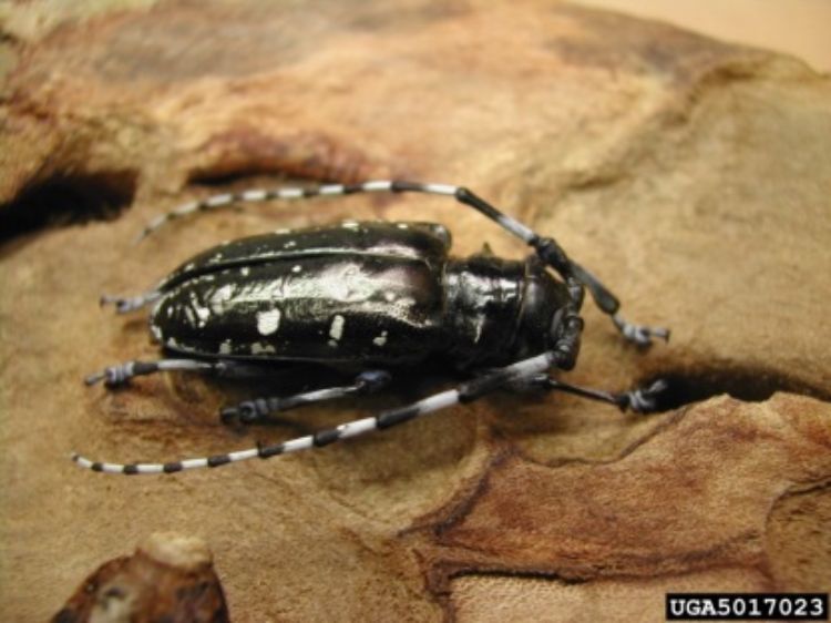 Asian longhorn beetle adult on damaged wood. | Photo by Pennsylvania Department of Conservation and Natural Resources