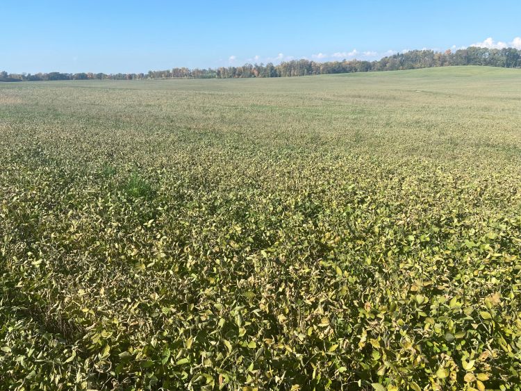 A frost-damaged soybean field.