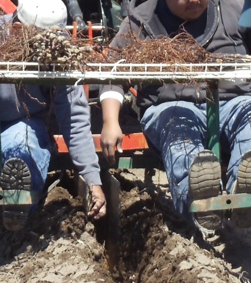 Planting grapes at the Michigan State University Southwest Michigan Research and Extension Center.