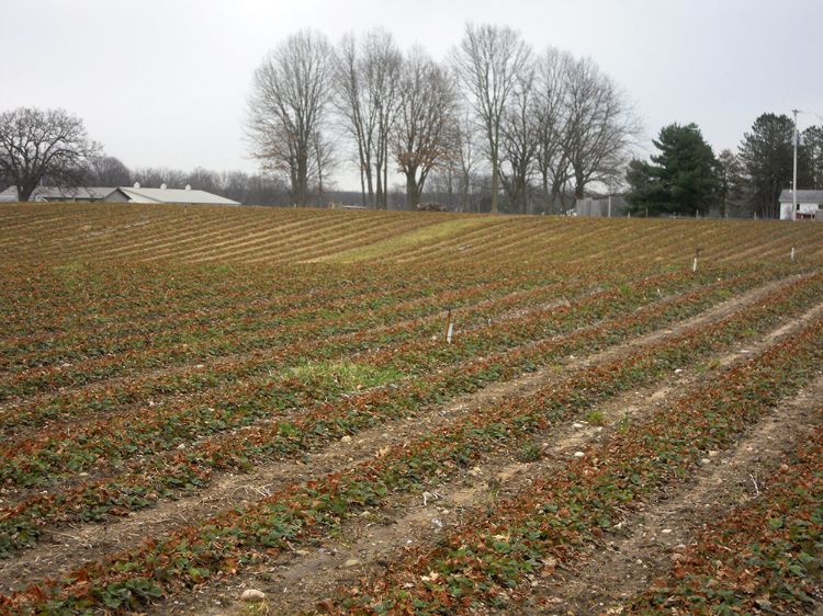 Strawberry field