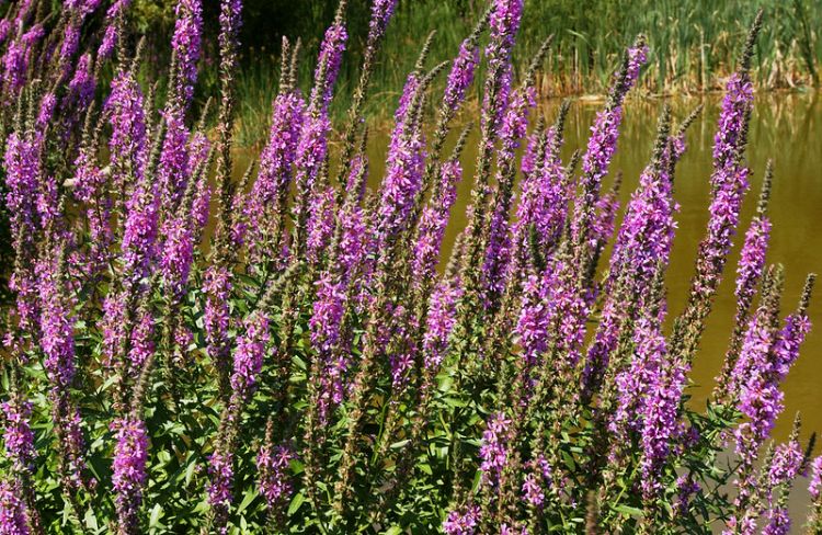 A large patch of invasive plant purple loosetrife is shown in bloom along a water's edge.