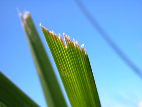 Tall Fescue5.jpg