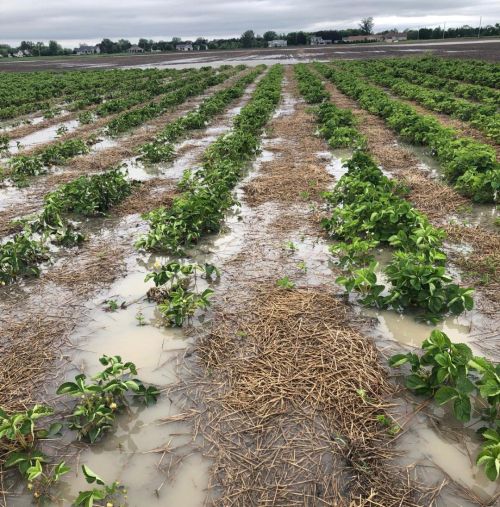 Flooded strawberry field.