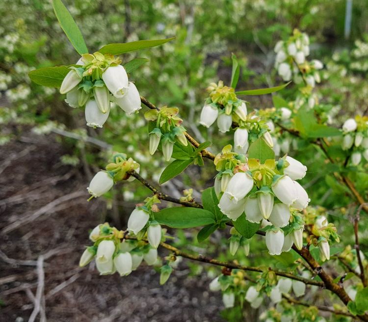 ‘Jersey’ blueberries blooming
