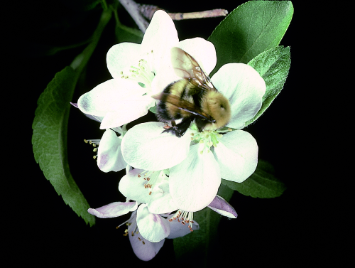 Bumble bees have a robust black body covered with hair of variable colors (yellow, orange, black and white). 